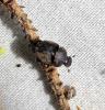 Onthophagus sp.